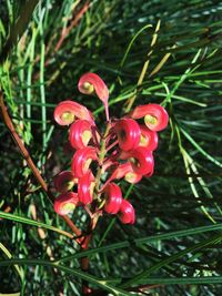 Close-up of red flowers blooming outdoors
