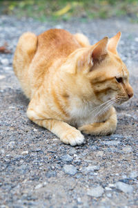 Close-up of a cat lying on street