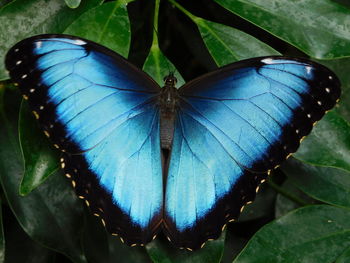 Close-up of butterfly on leaves