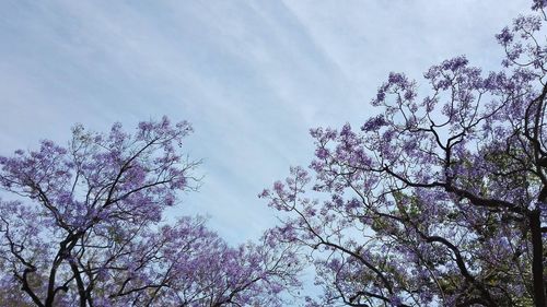 Low angle view of trees against sky
