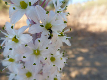 Close-up of flowers