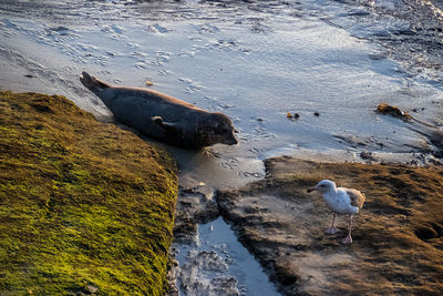 High angle view of bird on beach