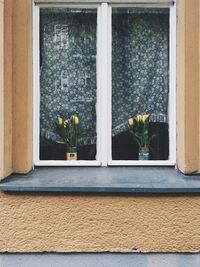 Potted plant on window sill of building