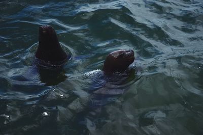 Trees in water