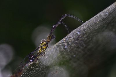 Close-up of spider on web