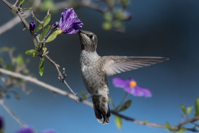 Close-up of bird flying against blurred background