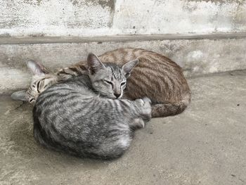 Close-up of cat sleeping