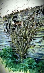 Plant growing on old wall