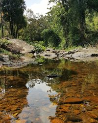 Reflection of trees in lake