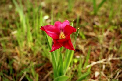 Close-up of red flower blooming in field