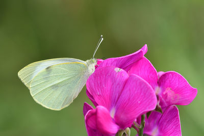 Close up of a butterfly on a sweet pea flower 