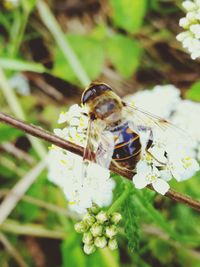 Close-up of insect on flower