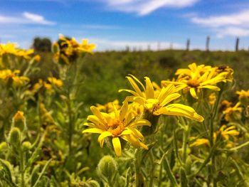 Close-up of yellow flowering plants on field against sky