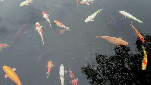 High angle view of koi carps in pond