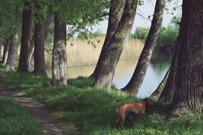 Trees growing in park