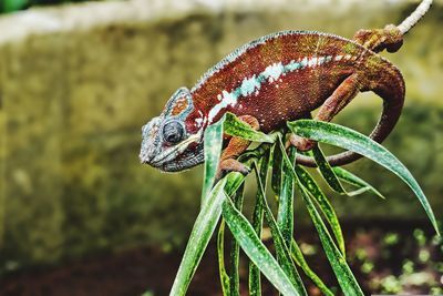 Close-up of lizard