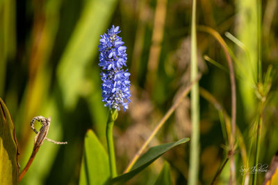 Close-up of purple flowering plant