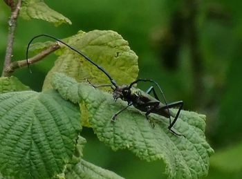 Close-up of insect on plant