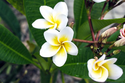 Close-up of white flower growing on plant