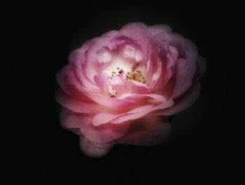 Close-up of pink flowers