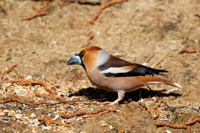 Side view of a bird on rock