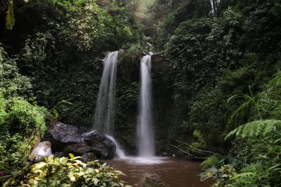 Scenic view of waterfall in forest