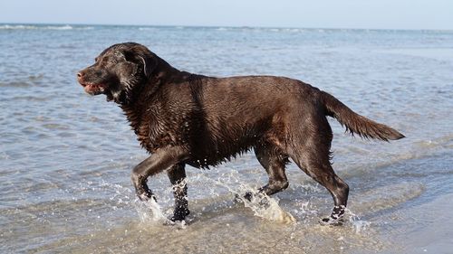 Full length of a dog on beach