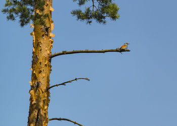 Low angle view of roller perching on tree against clear sky