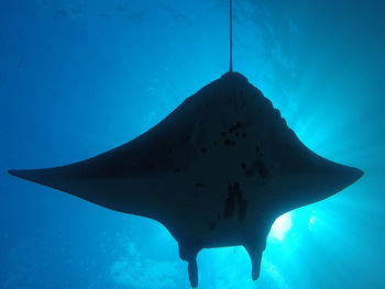 Manta ray silhouette 