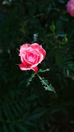 Close-up of pink rose