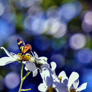 Close-up of butterfly pollinating on flower