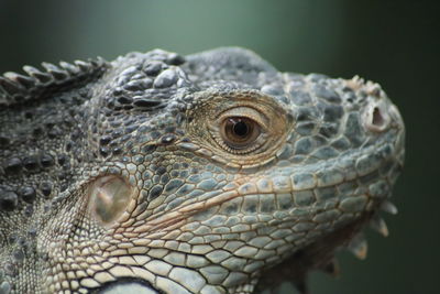 Close up of an iguana's head