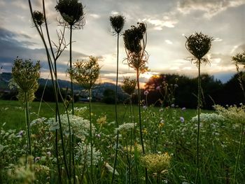 Scenic view of grassy field against sky