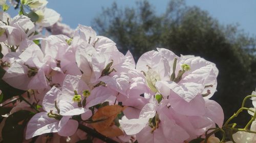 Close-up of white flowers blooming on tree