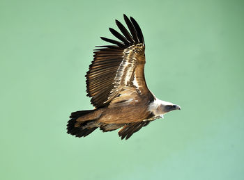 Bird flying in the sky