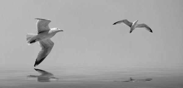 Seagulls flying over sea against clear sky