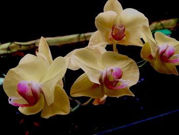 Close-up of orchids against black background