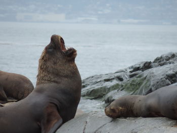 Sea lion on shore