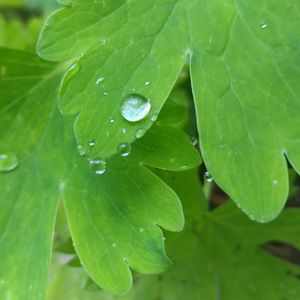 Close-up of raindrops on leaf