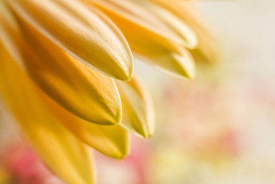 Close-up of yellow flower blooming outdoors