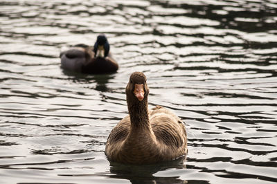 Mallard ducks in water