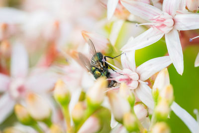 Close-up of insect on flower