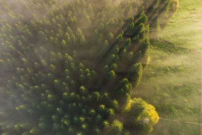 High angle view of trees growing in forest