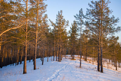 Taiga wood in the winter. winter taiga. the siberian wood in the winter in russia.