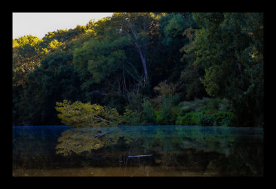 Trees by lake in forest during autumn