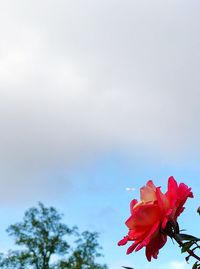 Close-up of pink flower against sky