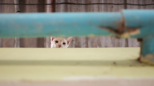 Portrait of a cat peeking through fence
