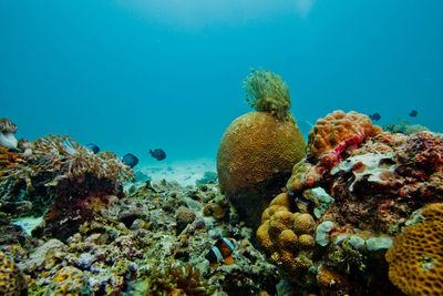 Fish swimming near multi colored corals underwater
