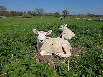 Lamb sitting on field