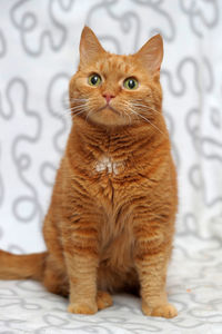 Portrait of ginger cat sitting on floor